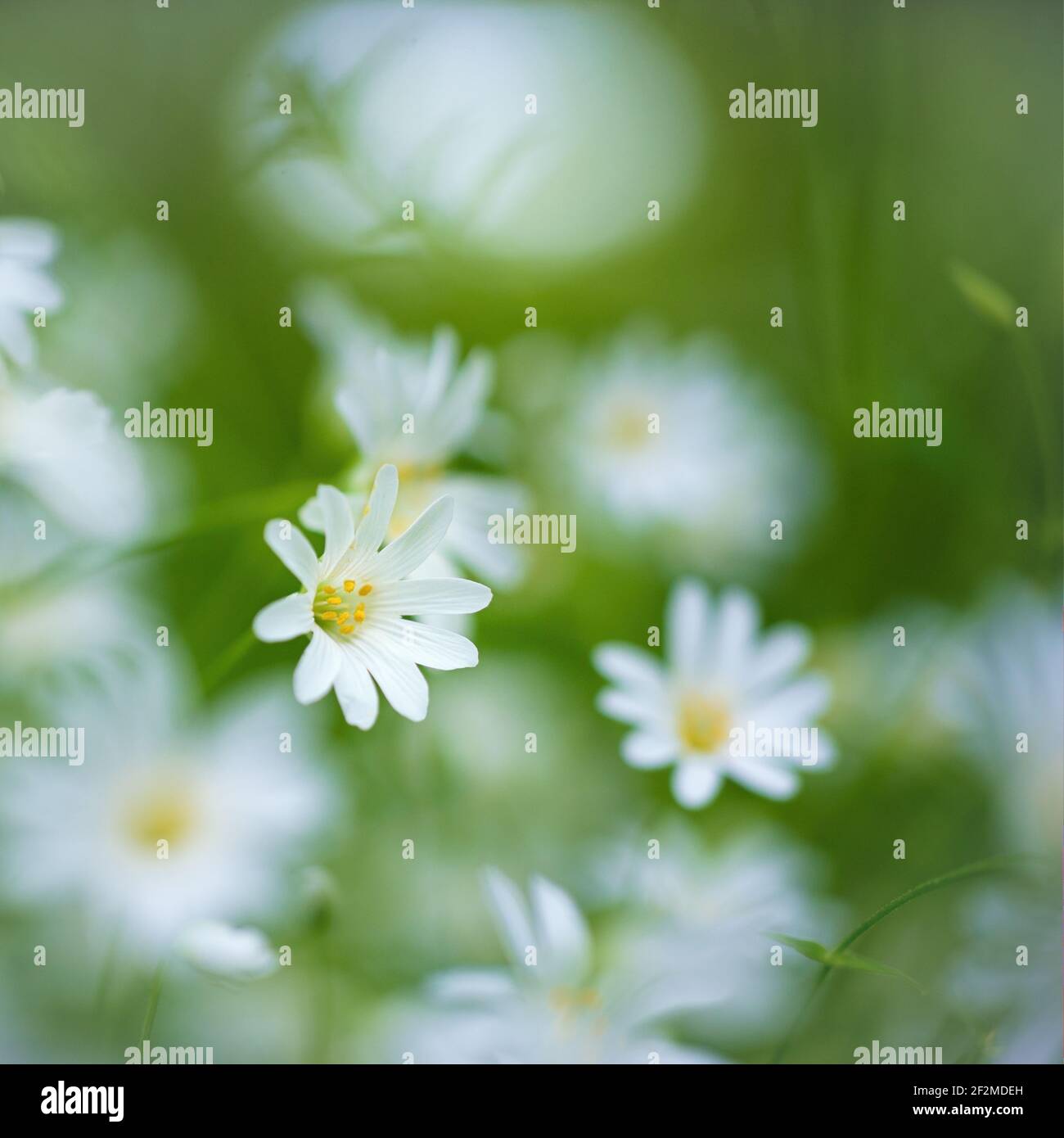 Wildflowers of britain hi-res stock photography and images - Alamy