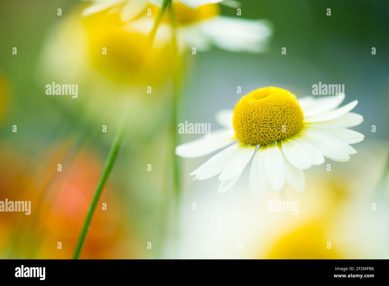 Close up of a single anthemis ‘E C Buxton’ flowerhead against blurred flowers. Stock Photo