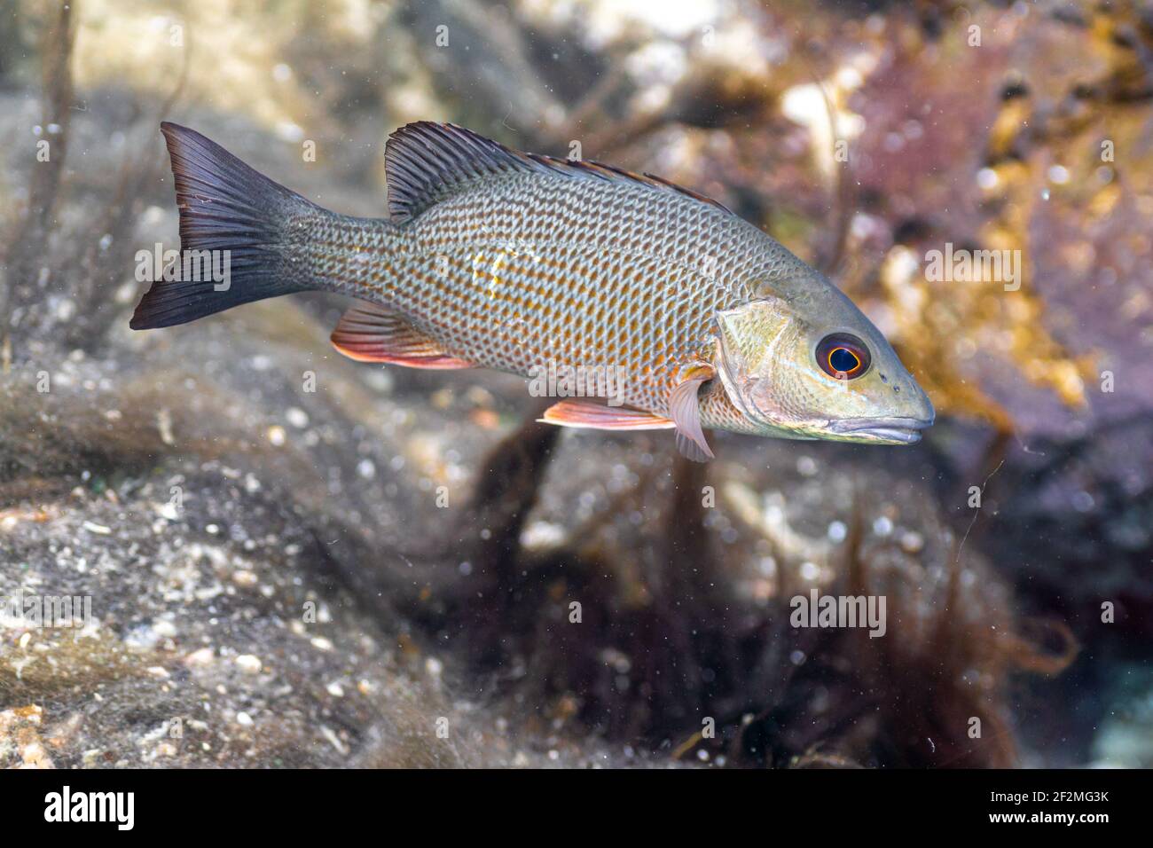 Close-up of a beautiful Mangrove Snapper displaying its subtle yet colorful markings. Stock Photo