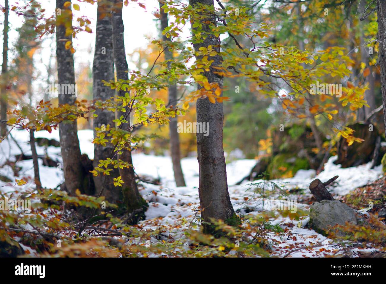 Deciduous forest in autumn after snowfall in landscape format, Stock Photo