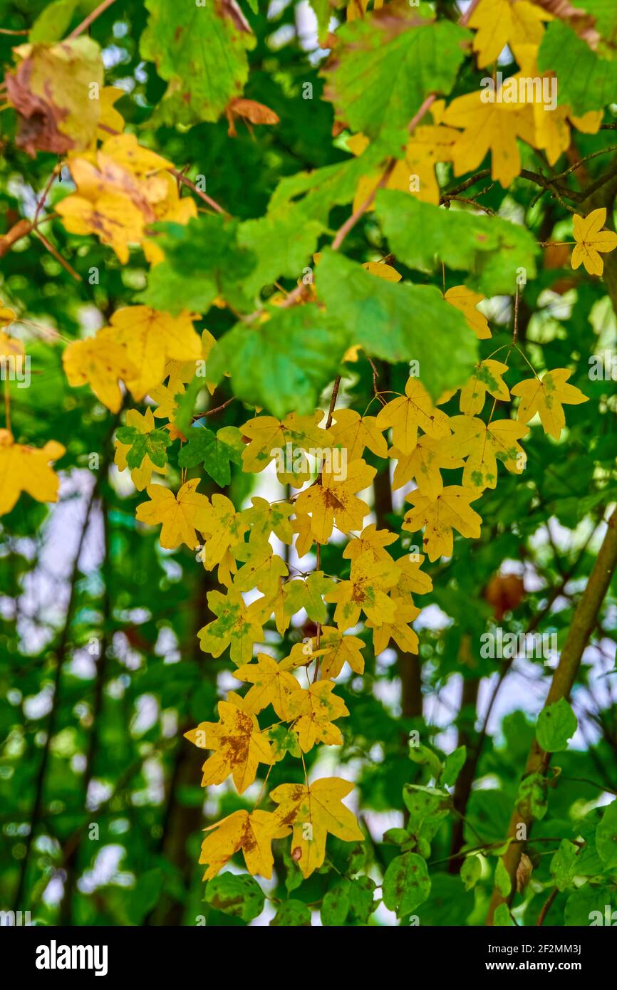 End of summer and beginning of autumn in the deciduous forest in portrait format Stock Photo