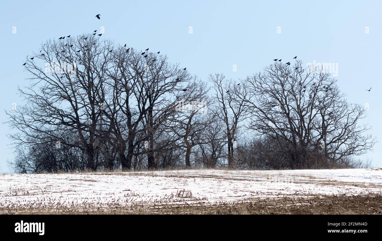 American crow (Corvus brachyrhynchos Stock Photo Alamy