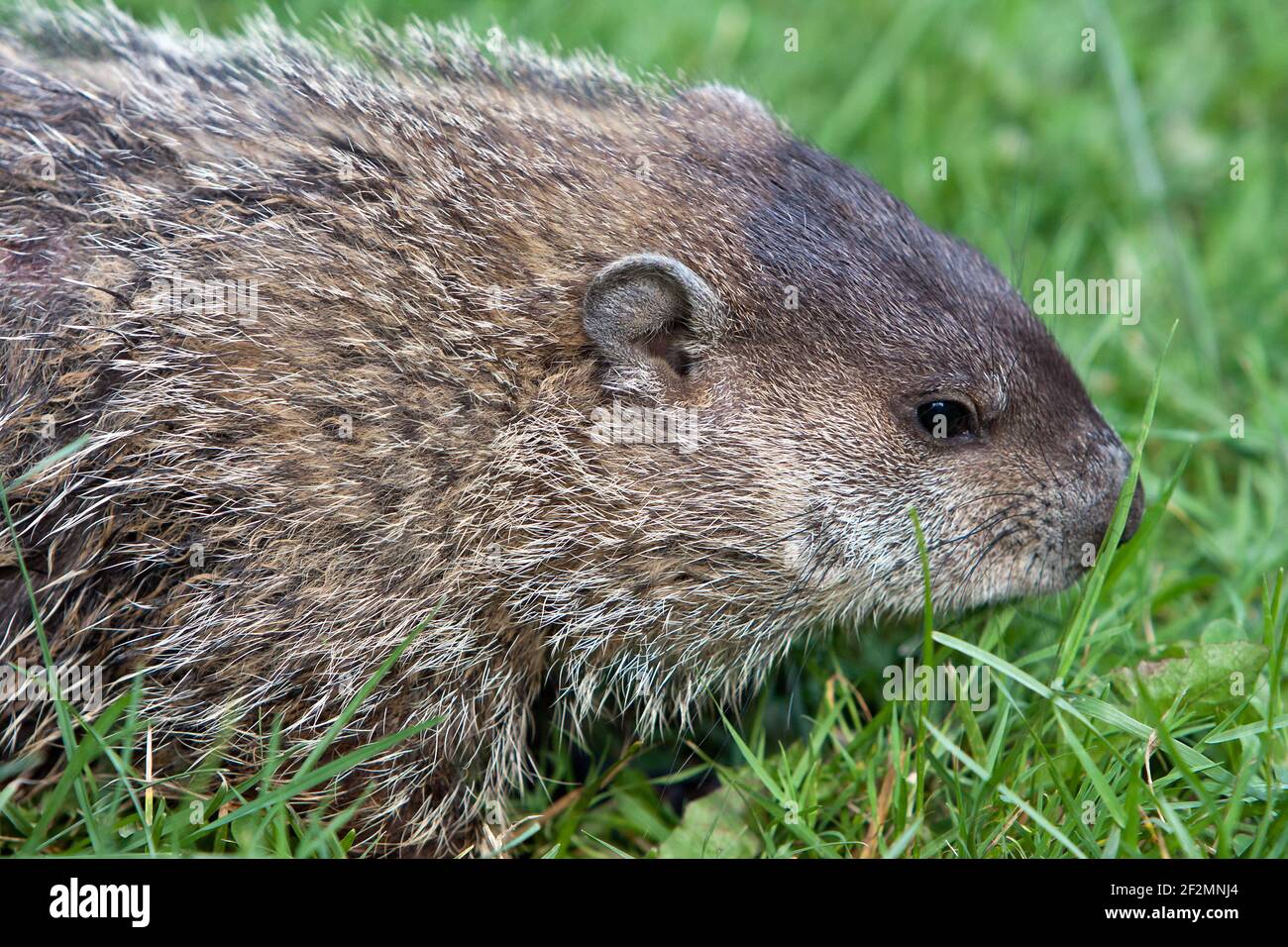 Groundhog, (Marmota monax) Stock Photo