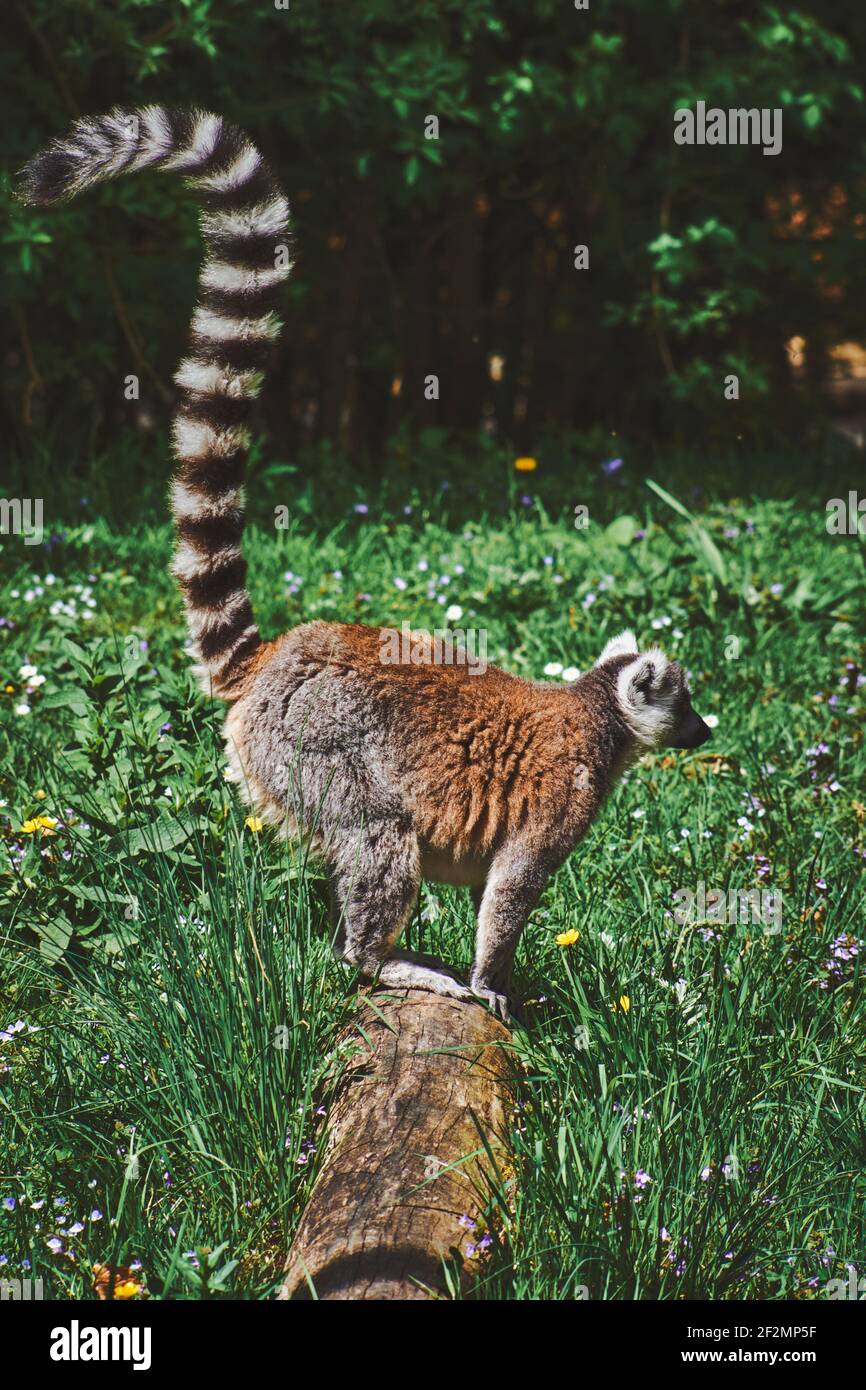 Single Ring-tailed lemur, Lemur catta hidden beetween tree branches, jungle, Stock Photo