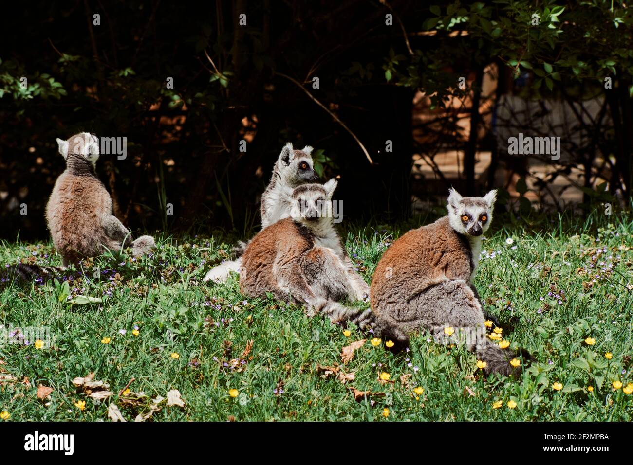 group of four Ring-tailed lemurs, Lemur catta, sitting on grassland between flowers, Stock Photo