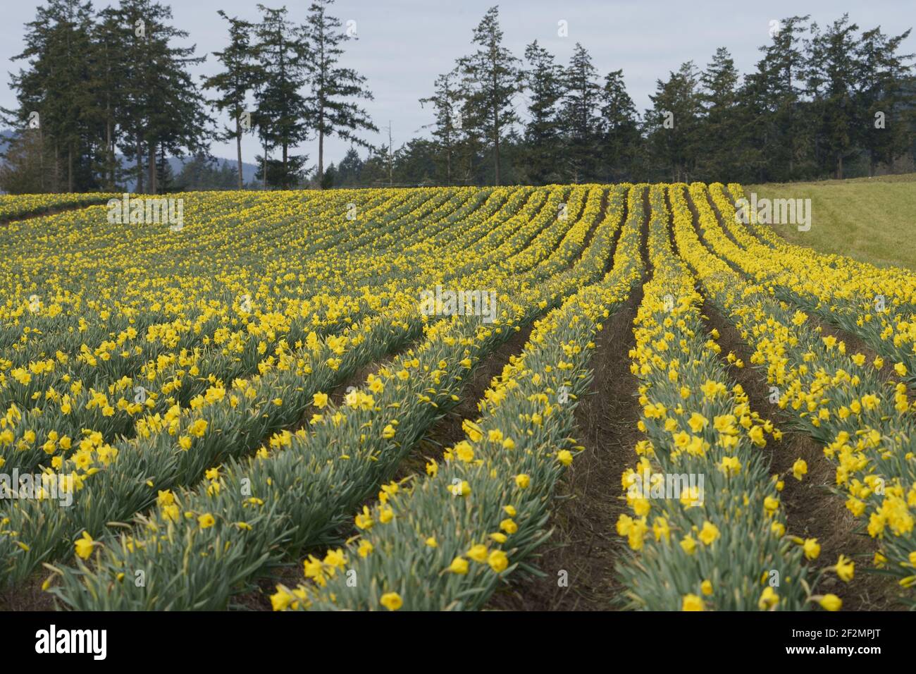 Daffodil field in bloom Stock Photo