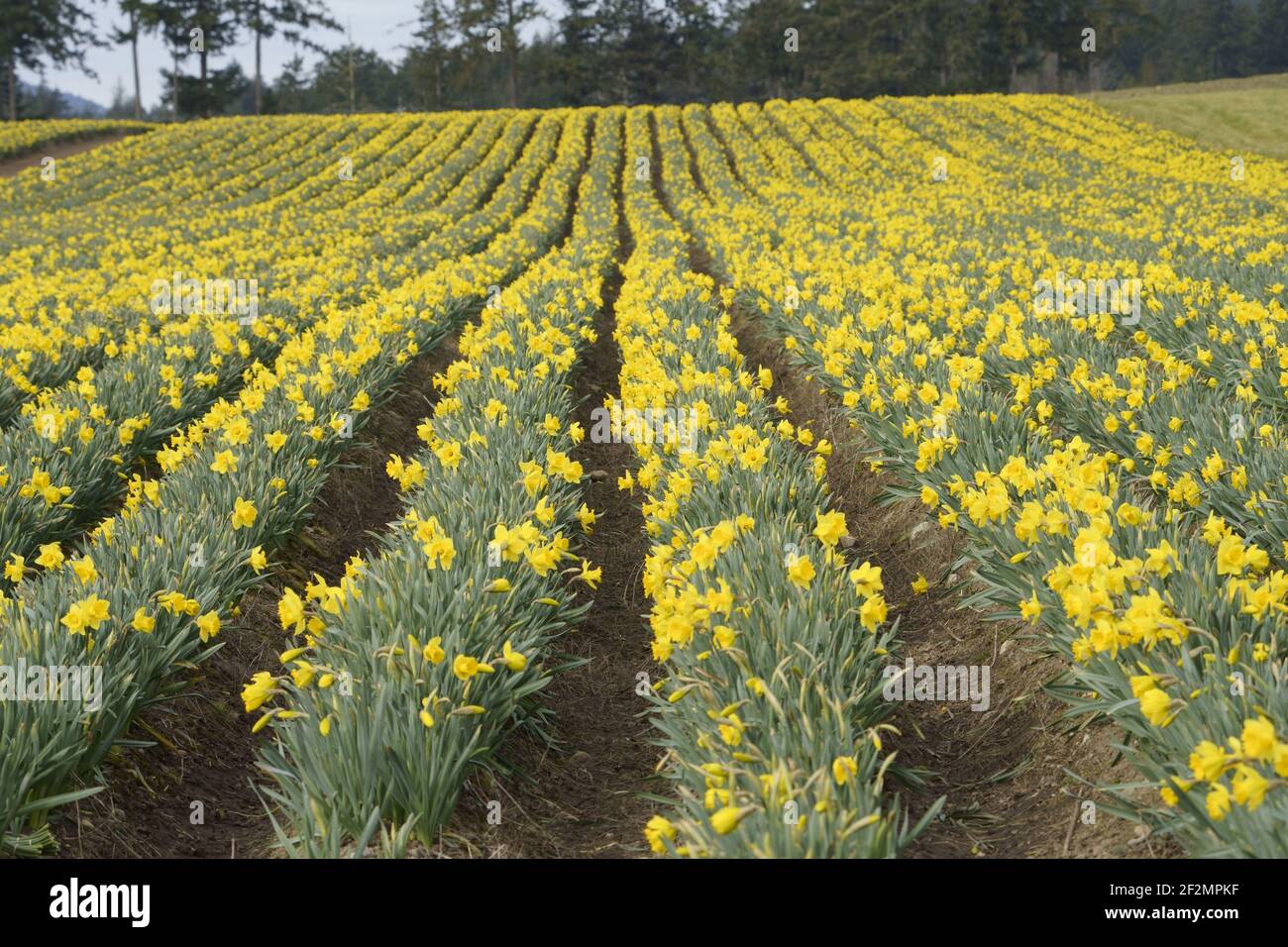 Daffodil field in bloom Stock Photo