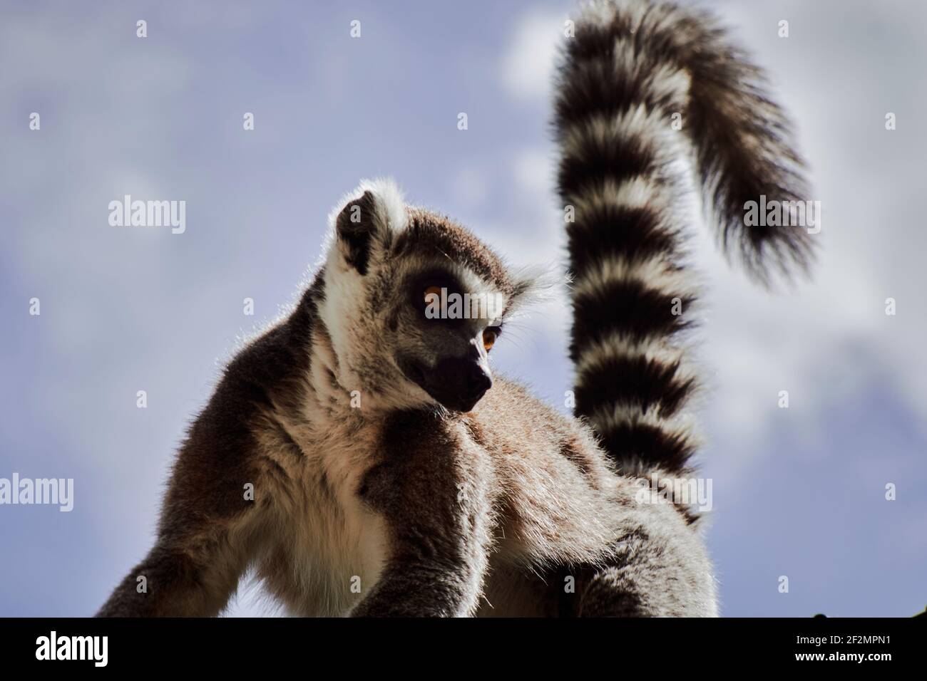 Single Ring-tailed lemur, Lemur catta sitting on tree branches against blue sky, close up, Stock Photo