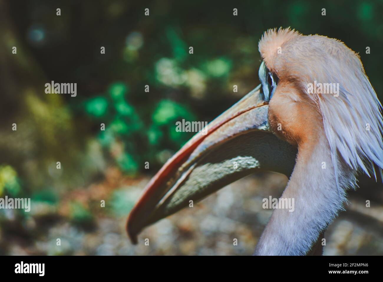 Close up of head from Great White Pelican Pelecanus onocrotalus with blurred background, Stock Photo