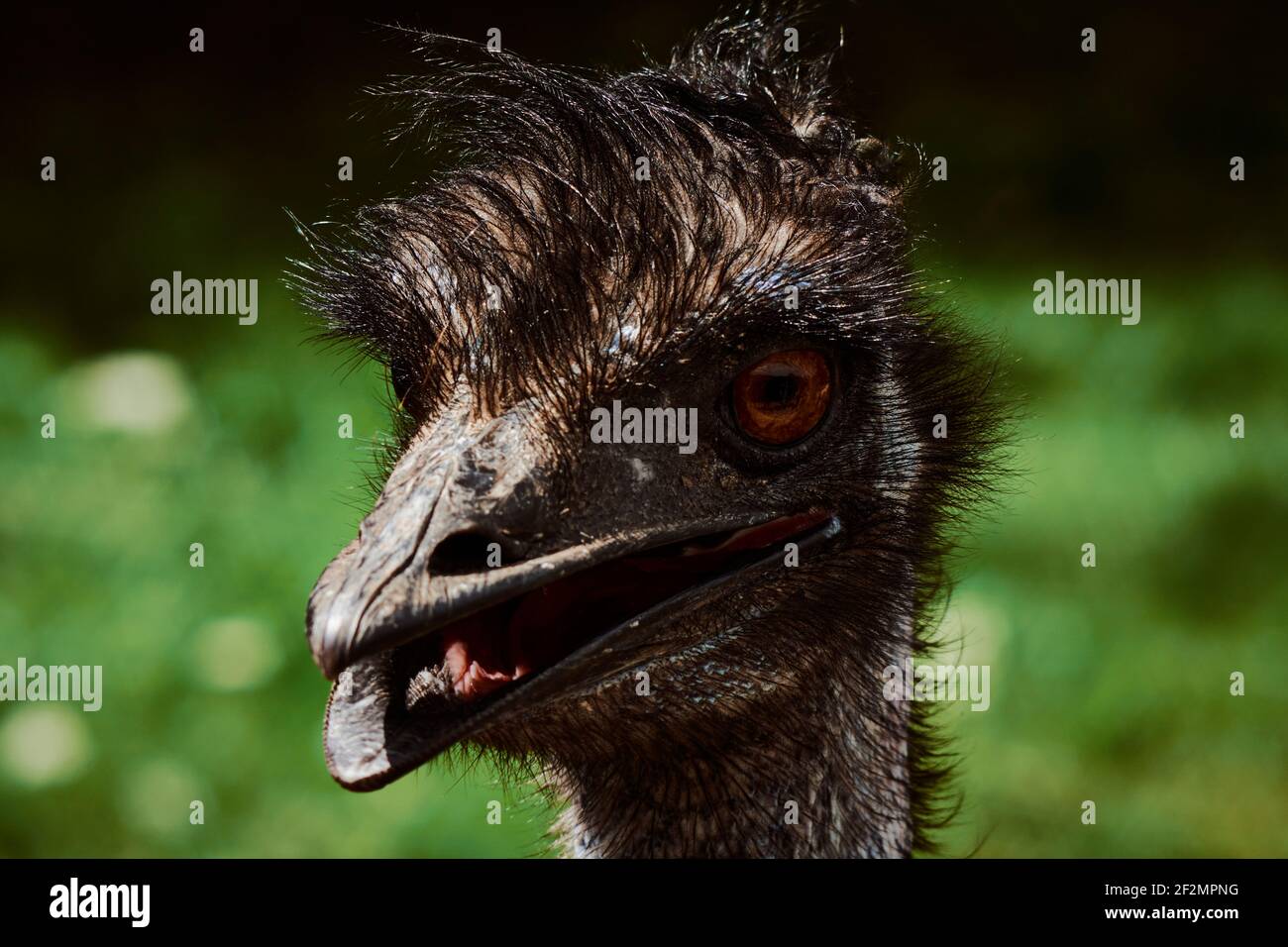 Close up from emu head Dromaius novaehollandiae against green background, Stock Photo