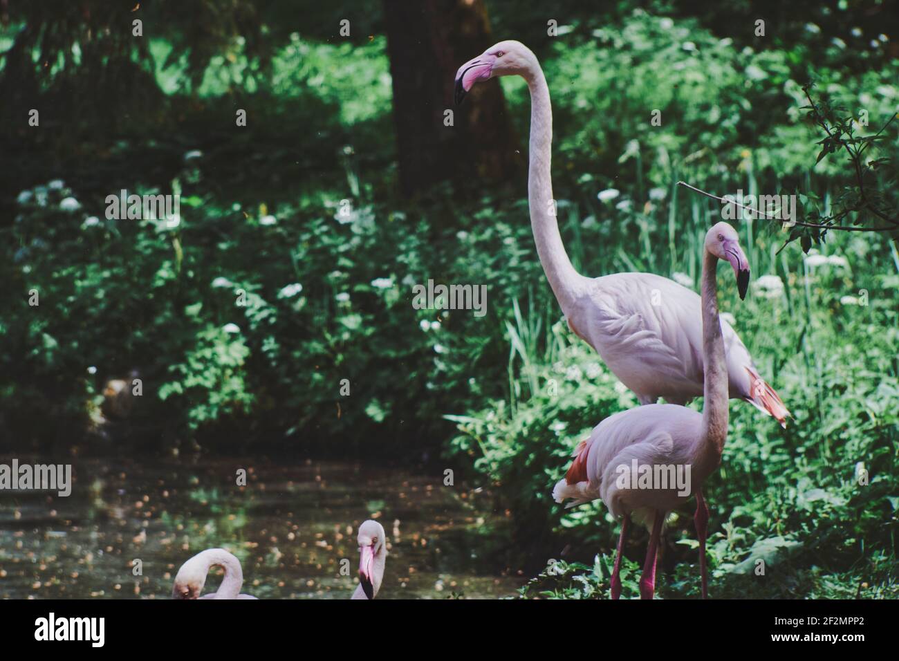 Pink Flamingos or flamingoes, wading bird, Phoenicopteridae, at the lake in forest, Stock Photo