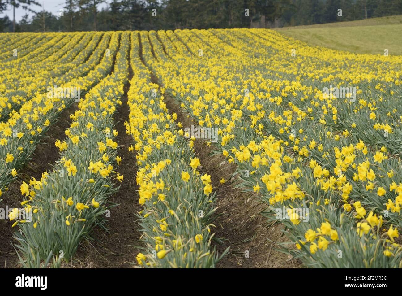 Daffodil field in bloom Stock Photo