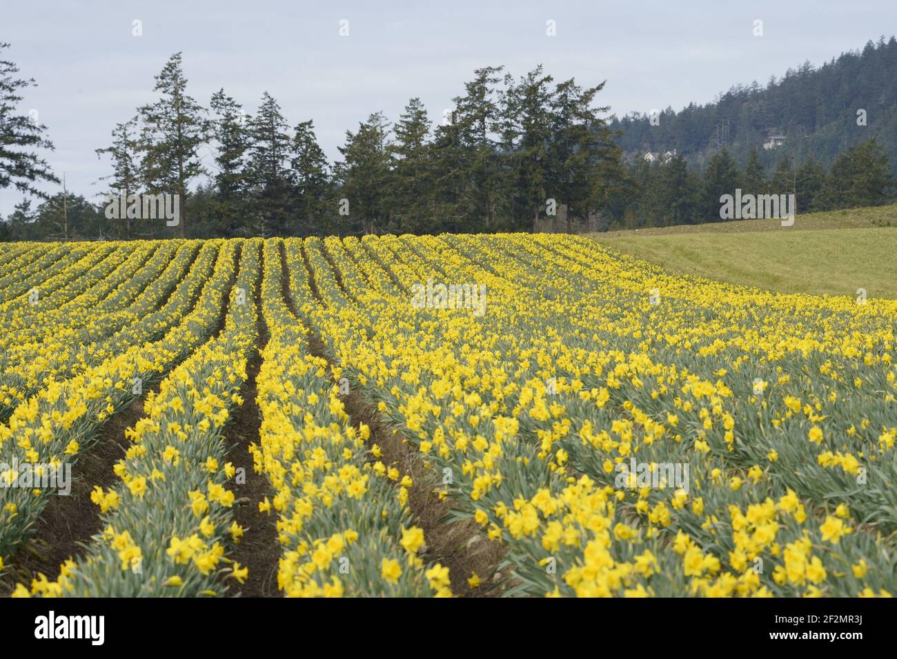 Daffodil field in bloom Stock Photo