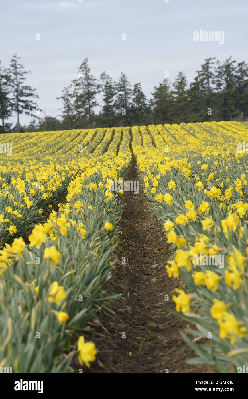 Daffodil field in bloom Stock Photo