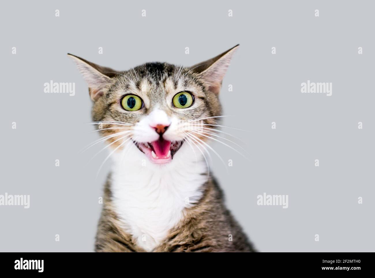 A shorthair kitten with dilated pupils meowing Stock Photo