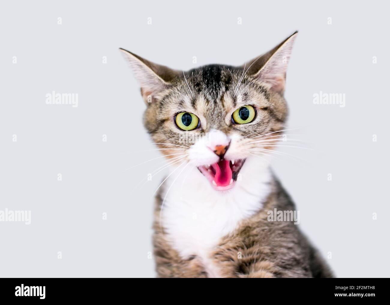 Meow hi-res stock photography and images - Alamy