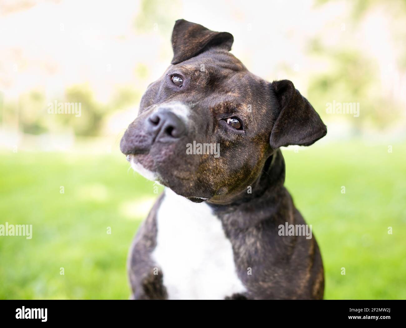 A brindle and white Staffordshire Bull Terrier mixed breed dog listening with a head tilt Stock Photo