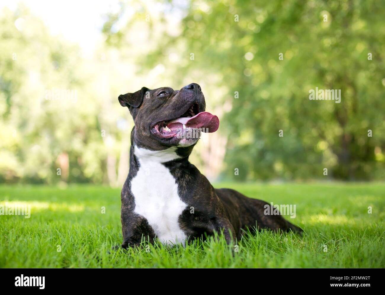 A brindle and white Staffordshire Bull Terrier mixed breed dog lying in the grass and panting Stock Photo