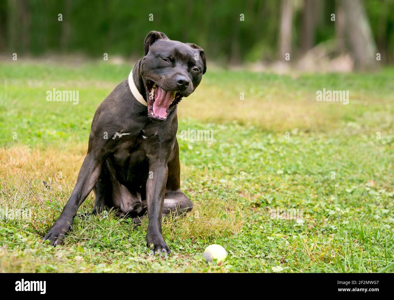 A black Pit Bull Terrier mixed breed dog sitting outdoors and yawning Stock Photo
