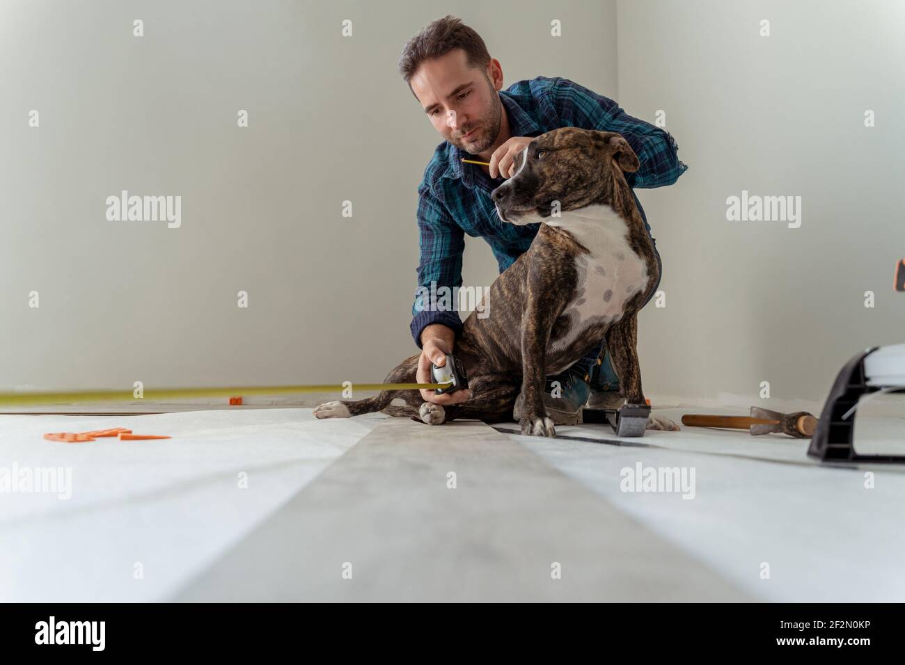 young man with his dog installing a wooden floor at home renovation Stock Photo