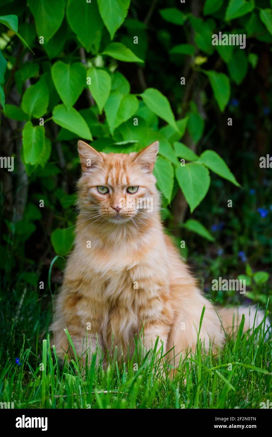 Cat sitting on grass hi-res stock photography and images - Alamy