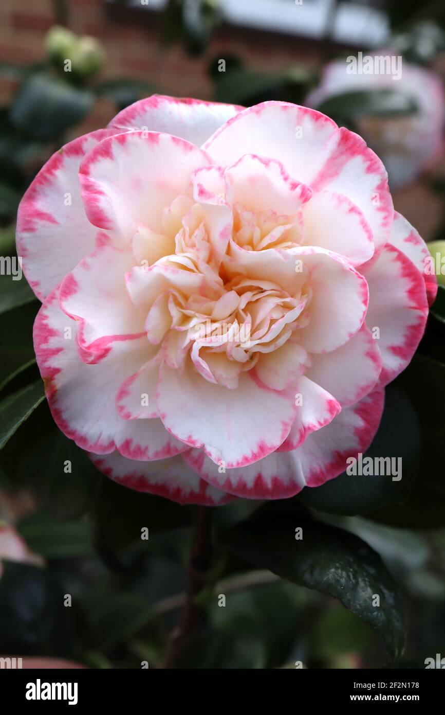 Leslie Ann Camellia