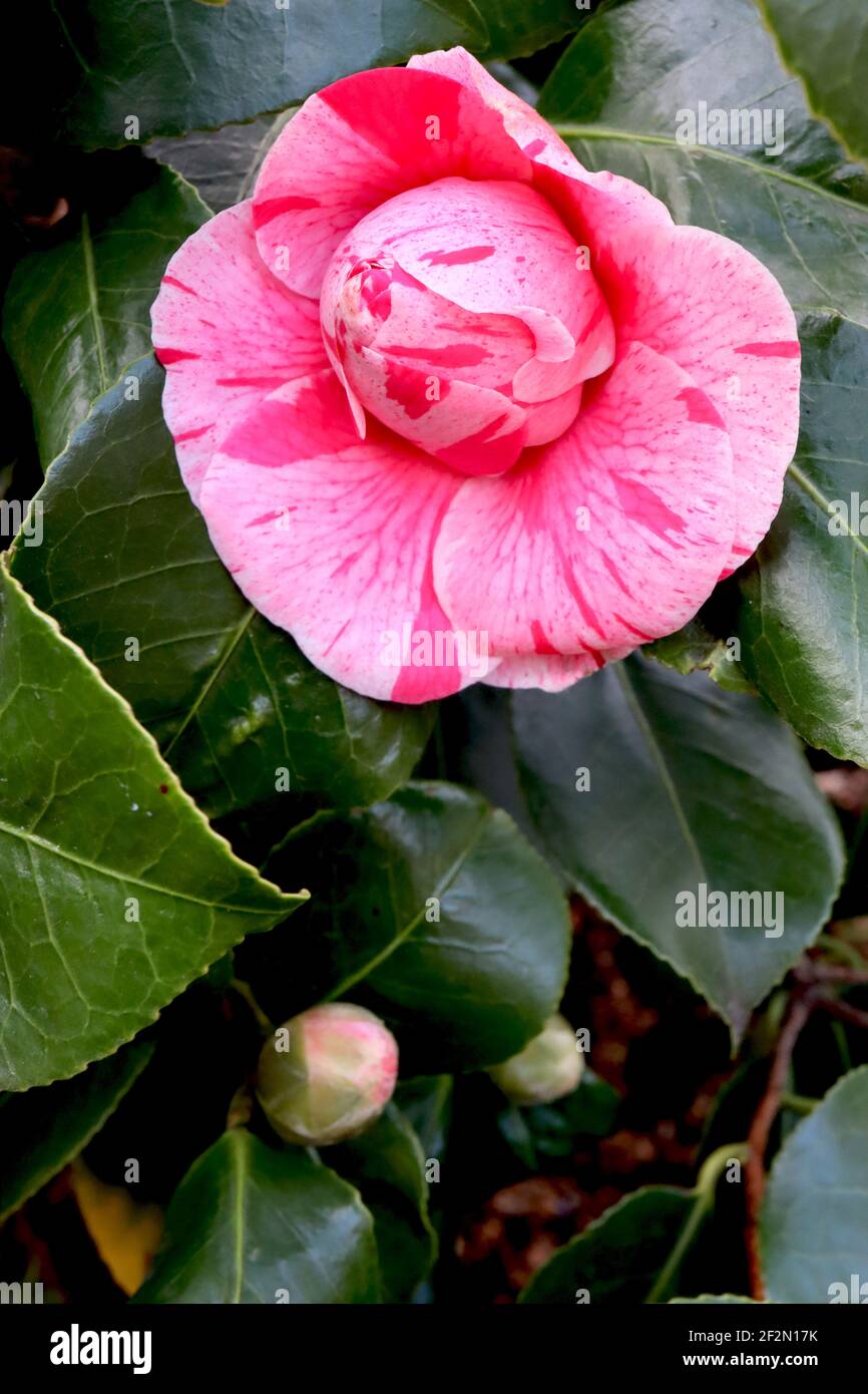 Camellia japonica ‘Tricolor Superba’ Camellia Tricolor Superba – pink flowers with red blotches and white streaks,  March, England, UK Stock Photo