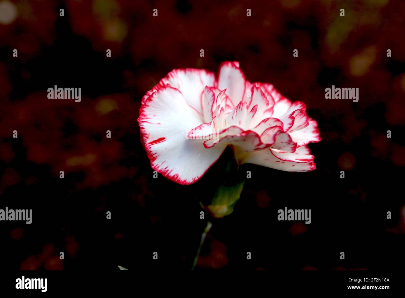 Dianthus caryophyllus ‘Chabaud Benigna’ Carnation Chabaud Benigna – white flowers with fine red edges,  March, England, UK Stock Photo