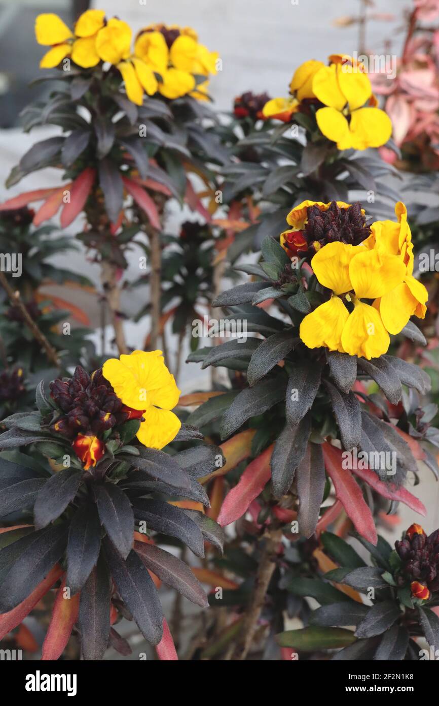 Erysimum cheiri ‘Fragrant Star’ Wallflower Fragrant Star – golden yellow flowers with black lance-shaped leaves,  March, England, UK Stock Photo