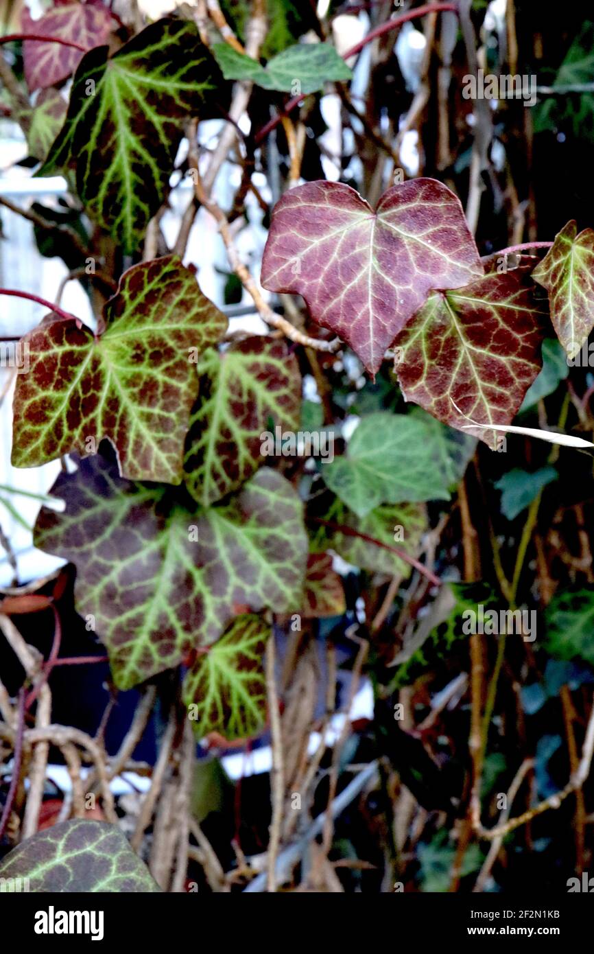 Hedera helix ‘Atropurpurea’ Purple-leaved Ivy – deep purple and dark green leaves with green veins,  March, England, UK Stock Photo
