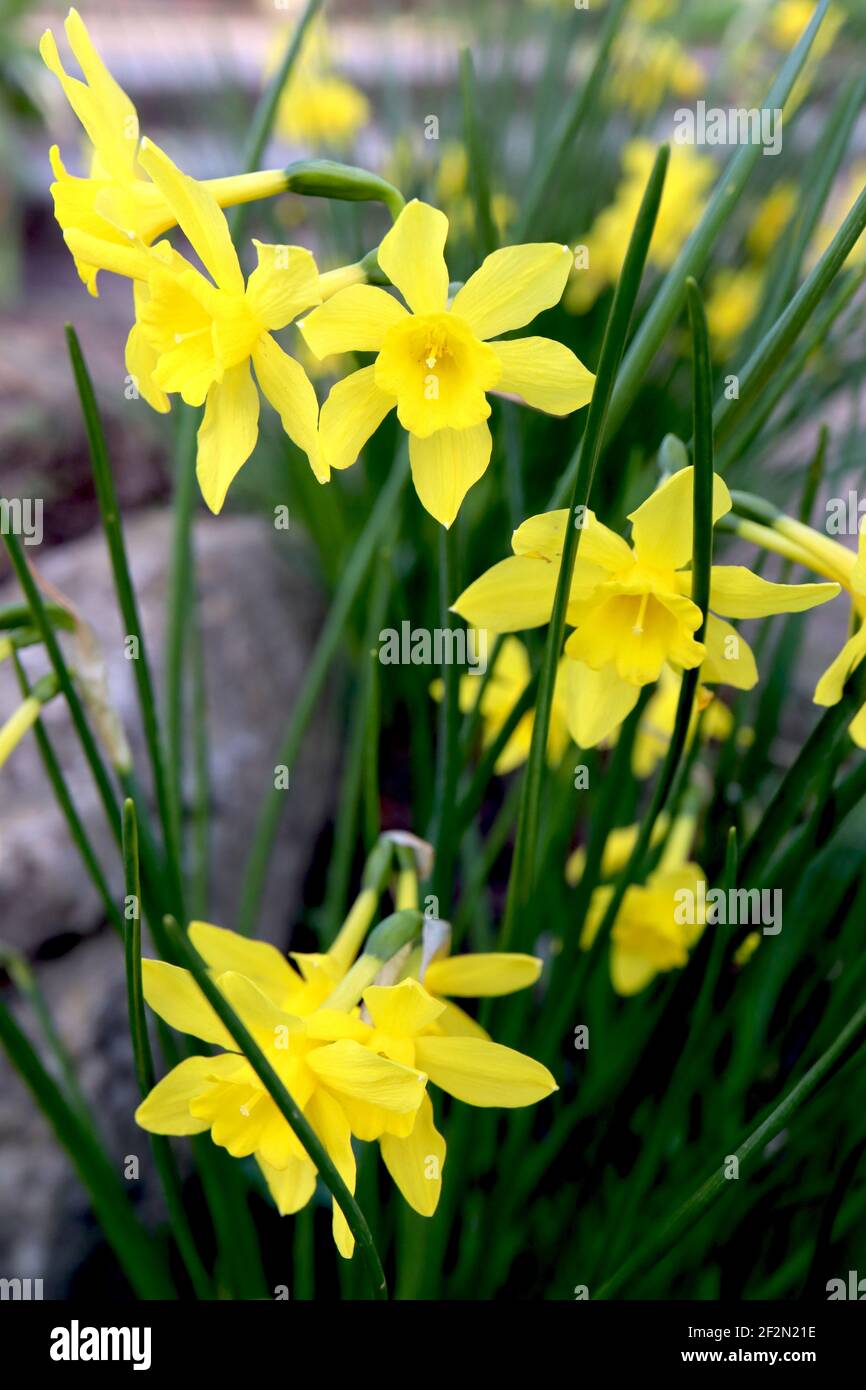 Narcissus jonquilla ‘Baby Boomer’ Division 7 jonquilla Daffodils Rush daffodil Baby Boomer – small yellow daffodil, rush-like leaves,  March, England Stock Photo