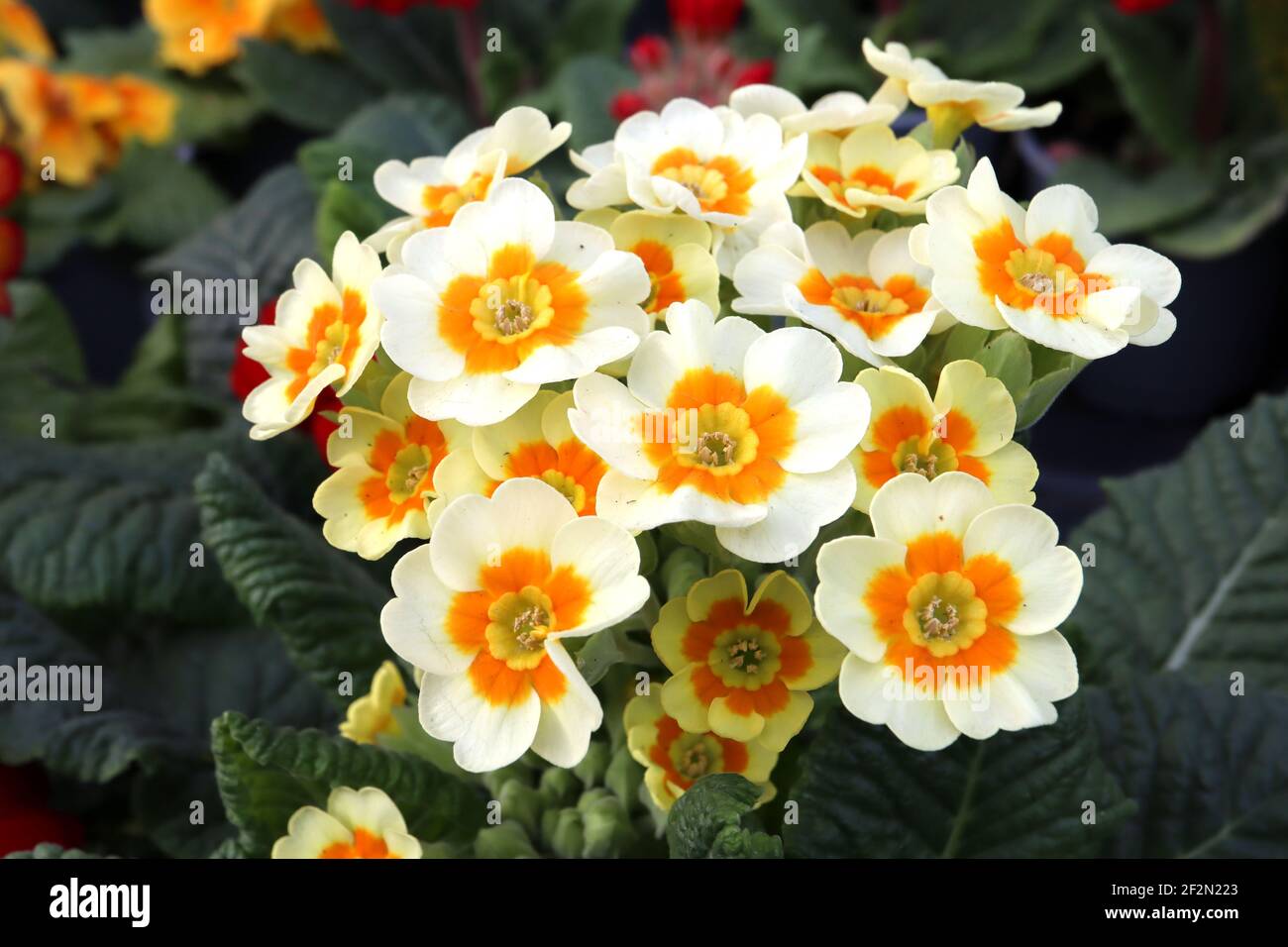 Primula acaulis ‘Buttercream’ white primroses with orange halo,  March, England, UK Stock Photo