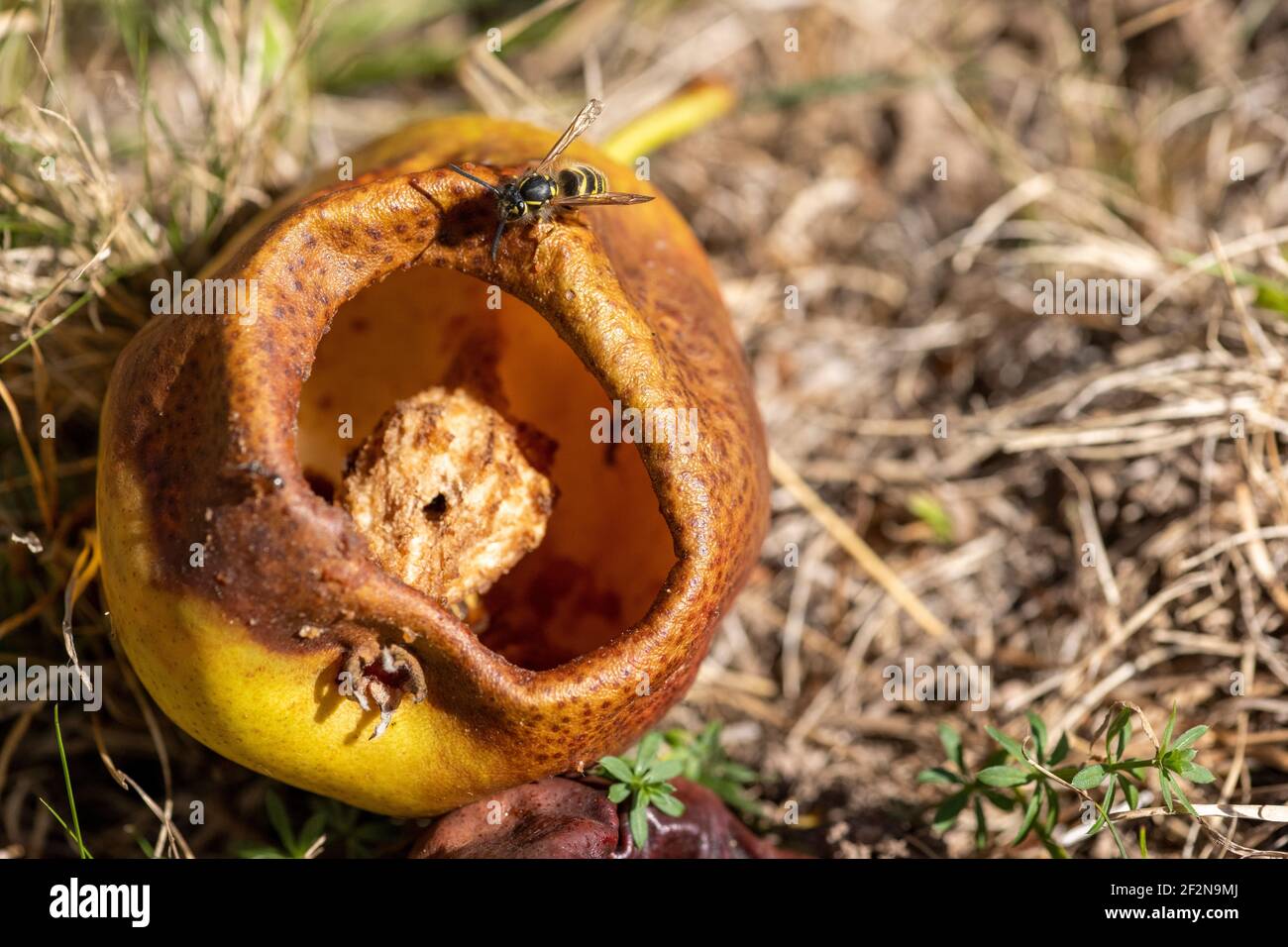 Bee on a fallen pear. Stock Photo