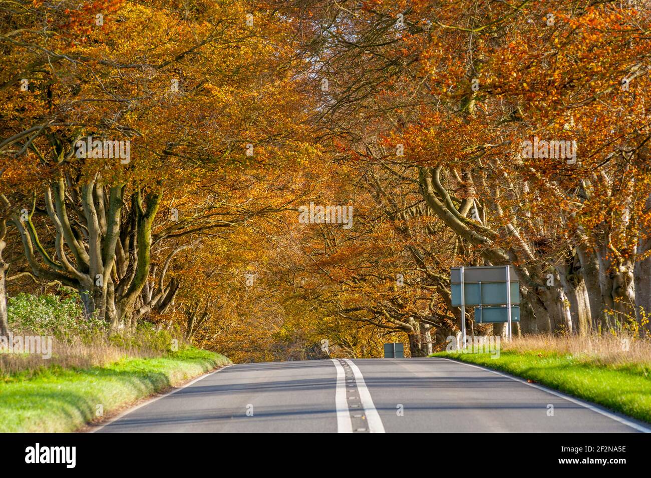 Beech trees lining the Blandford Road between Wimborne Minster and Blandford Forum Stock Photo