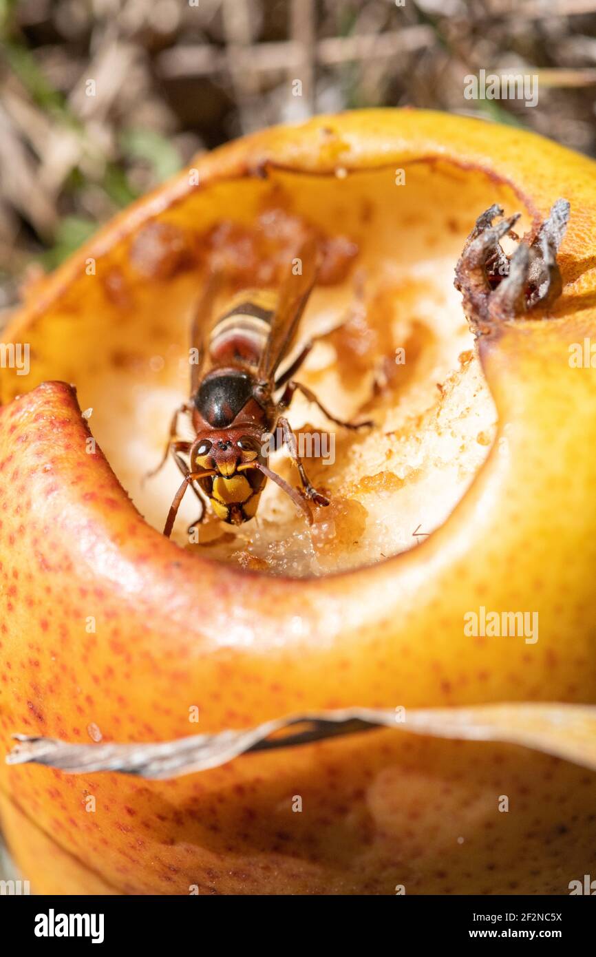 Hornet (Vespa crabro) on a fallen pear. Stock Photo