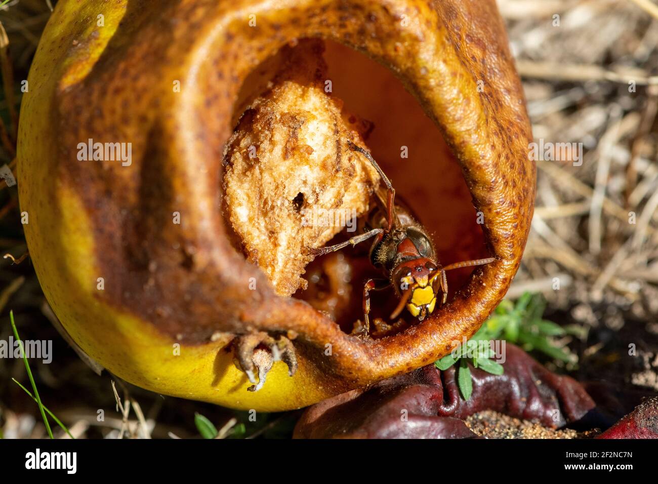Hornet (Vespa crabro) on a fallen pear. Stock Photo