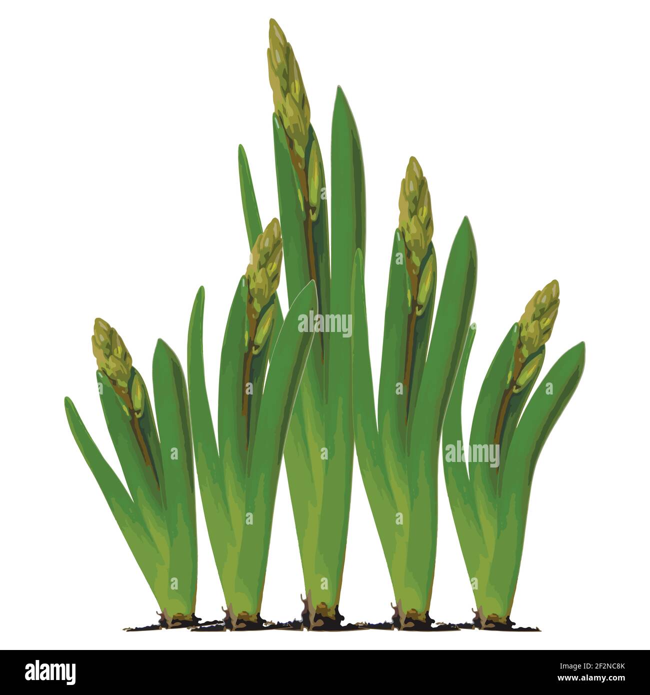 Illustration on a white square background. Spring. They cursed from the ...