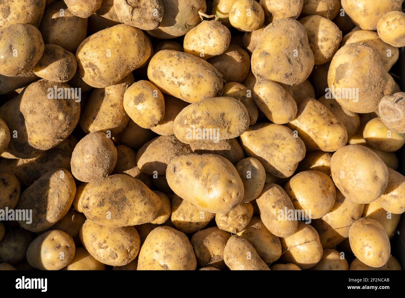 Germany, potato harvest Stock Photo Alamy