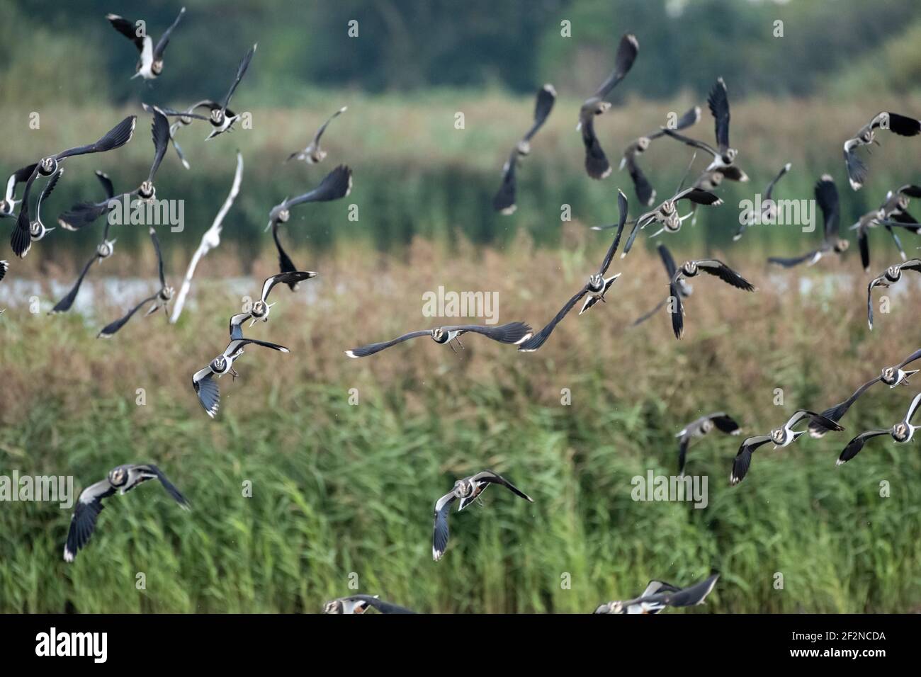 Germany, Lower Saxony, East Frisia, Lapwing (Vanellus vanellus), in the nature reserve 'Leyhörn' near Greetsiel. Stock Photo