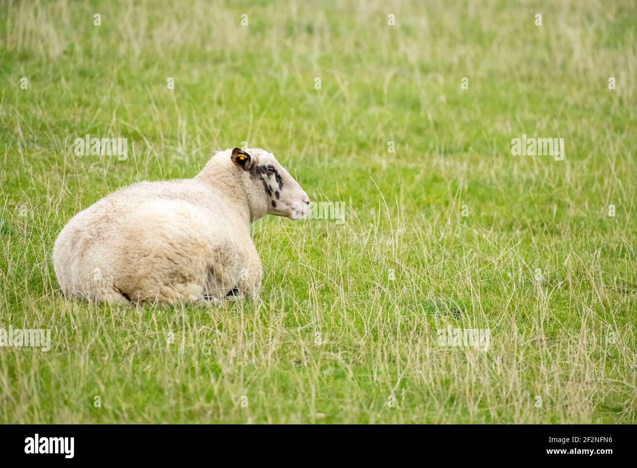 Sheep (Ovis) Stock Photo