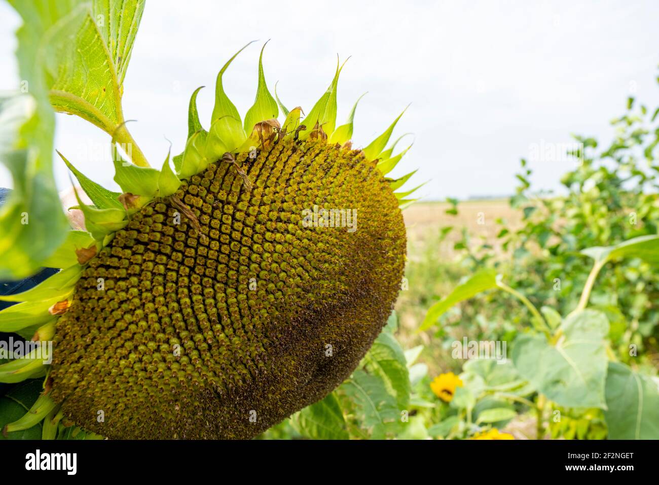 Adult sunflower in a garden Stock Photo - Alamy
