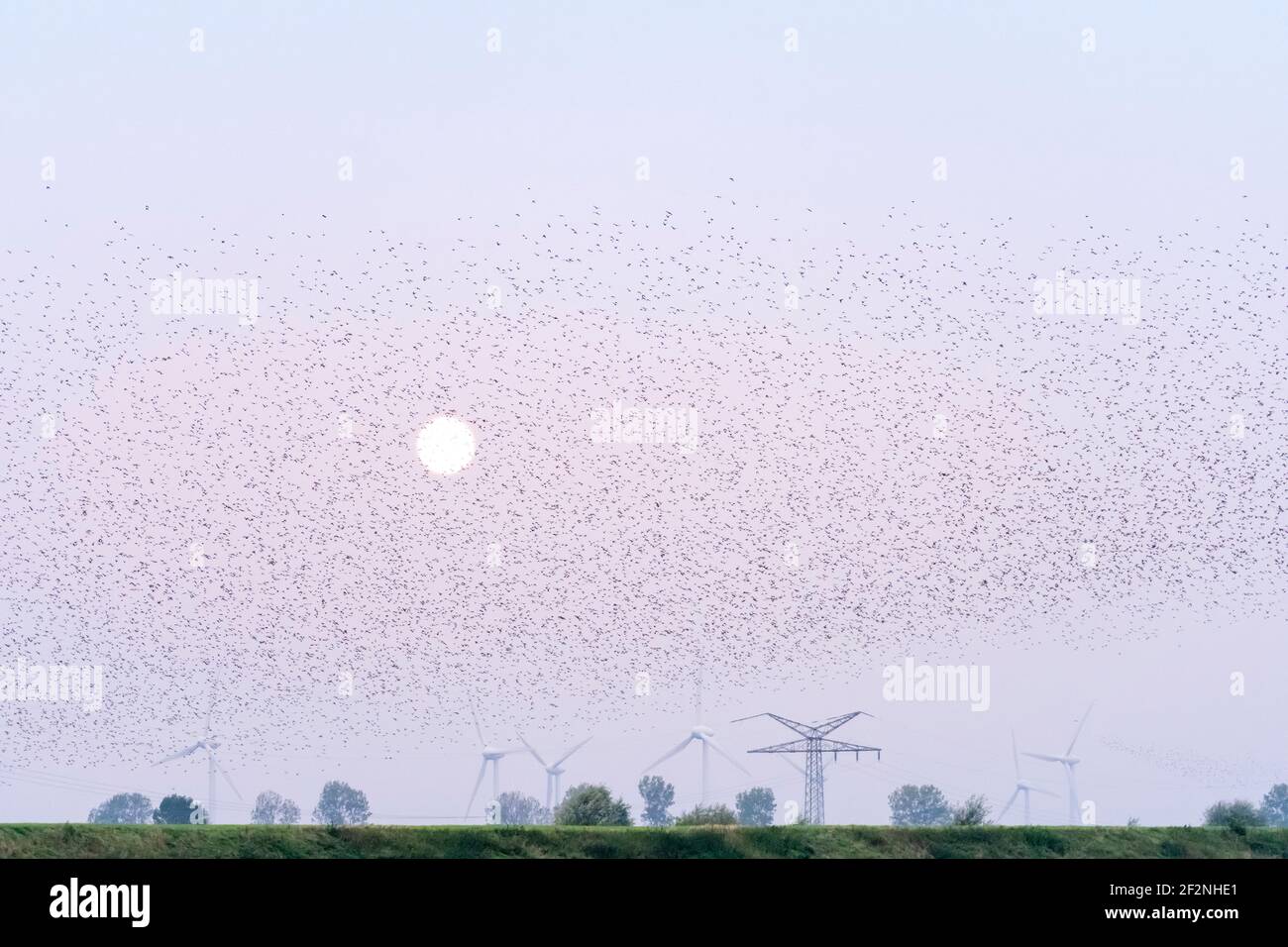 ✨A swarm of starlings✨ . . #starlings #starling #stars #nightsky #gold