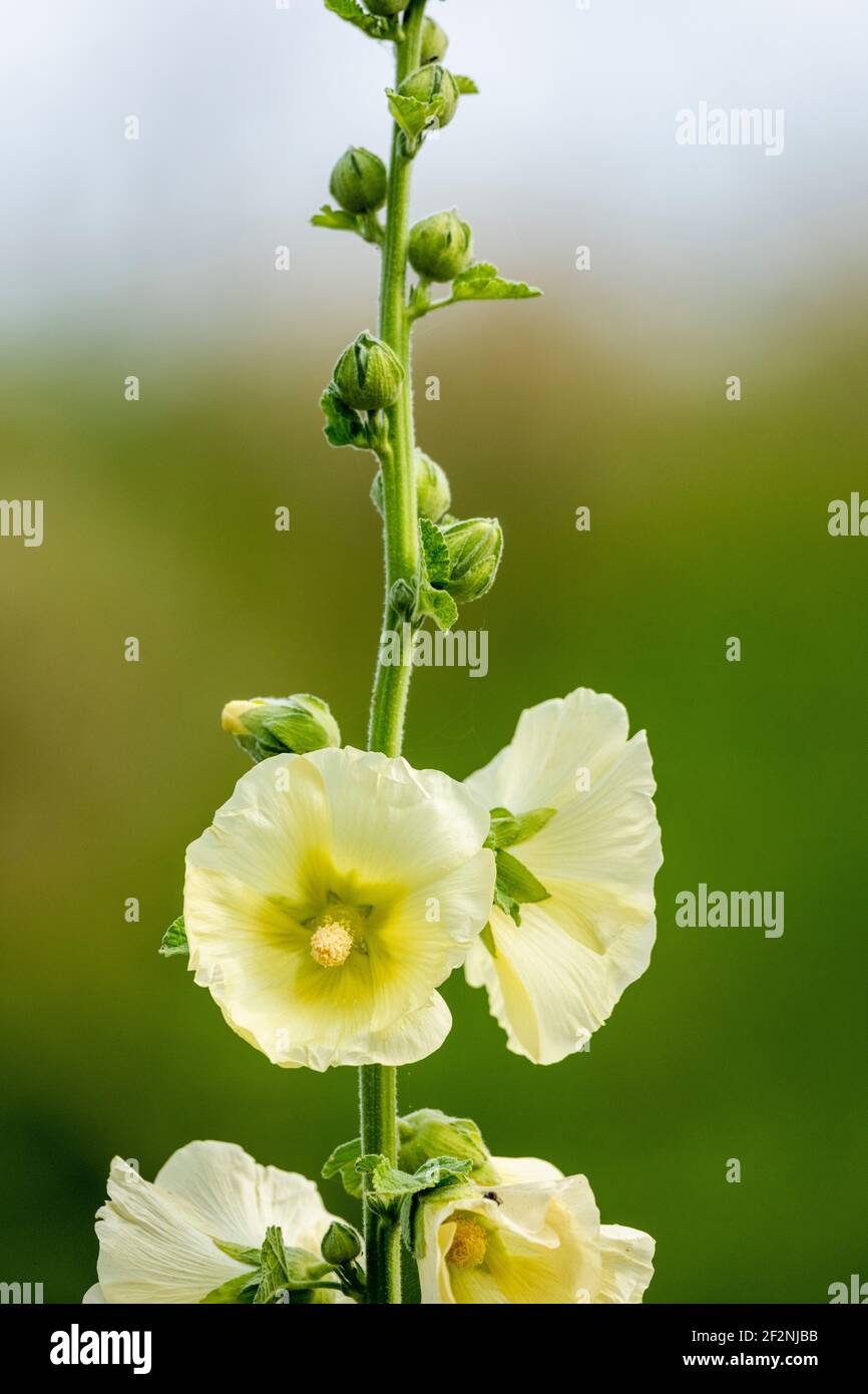 Yellow hollyhock flowers hi-res stock photography and images - Alamy