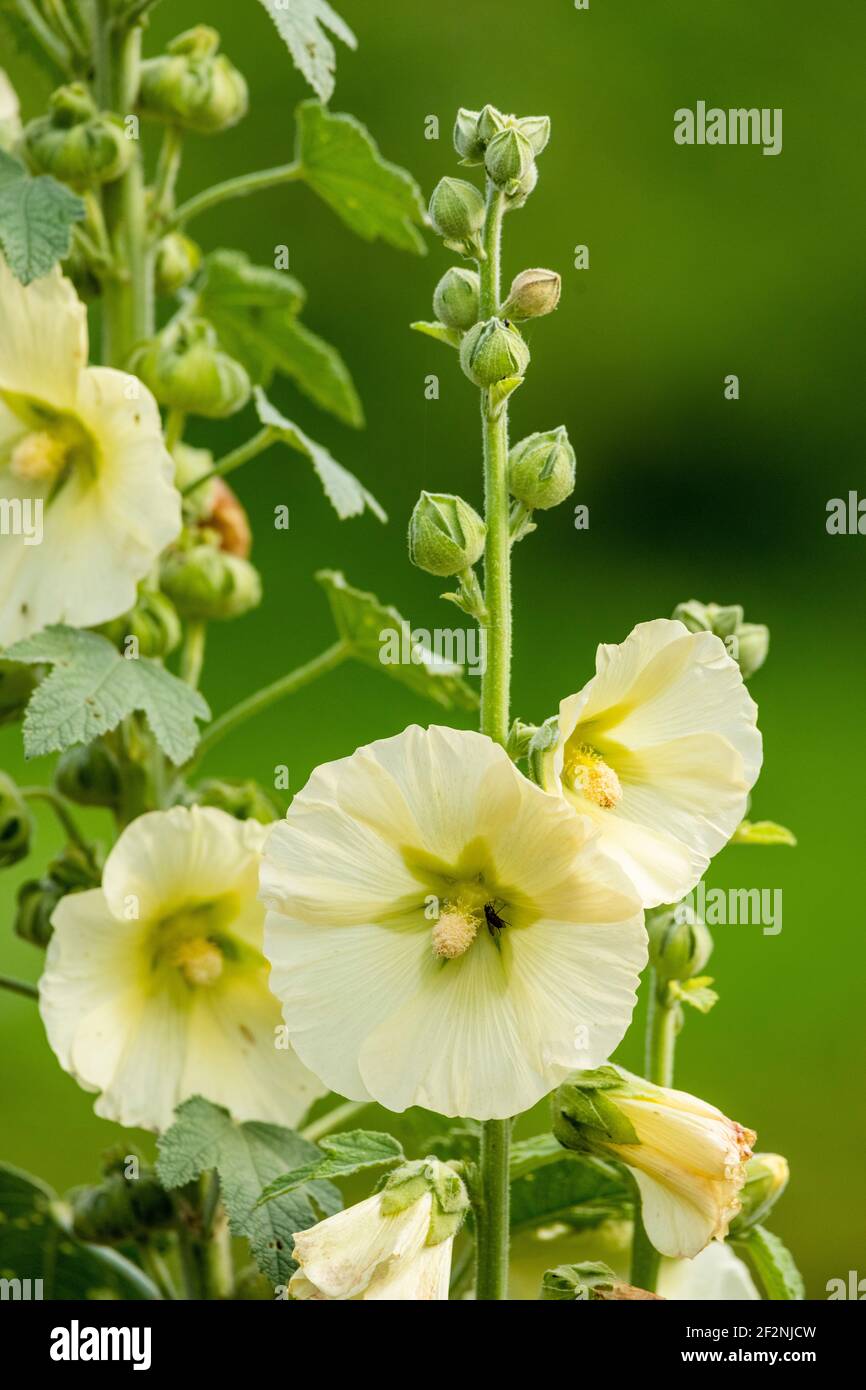Yellow hollyhock flowers (Alcea rugosa). Stock Photo