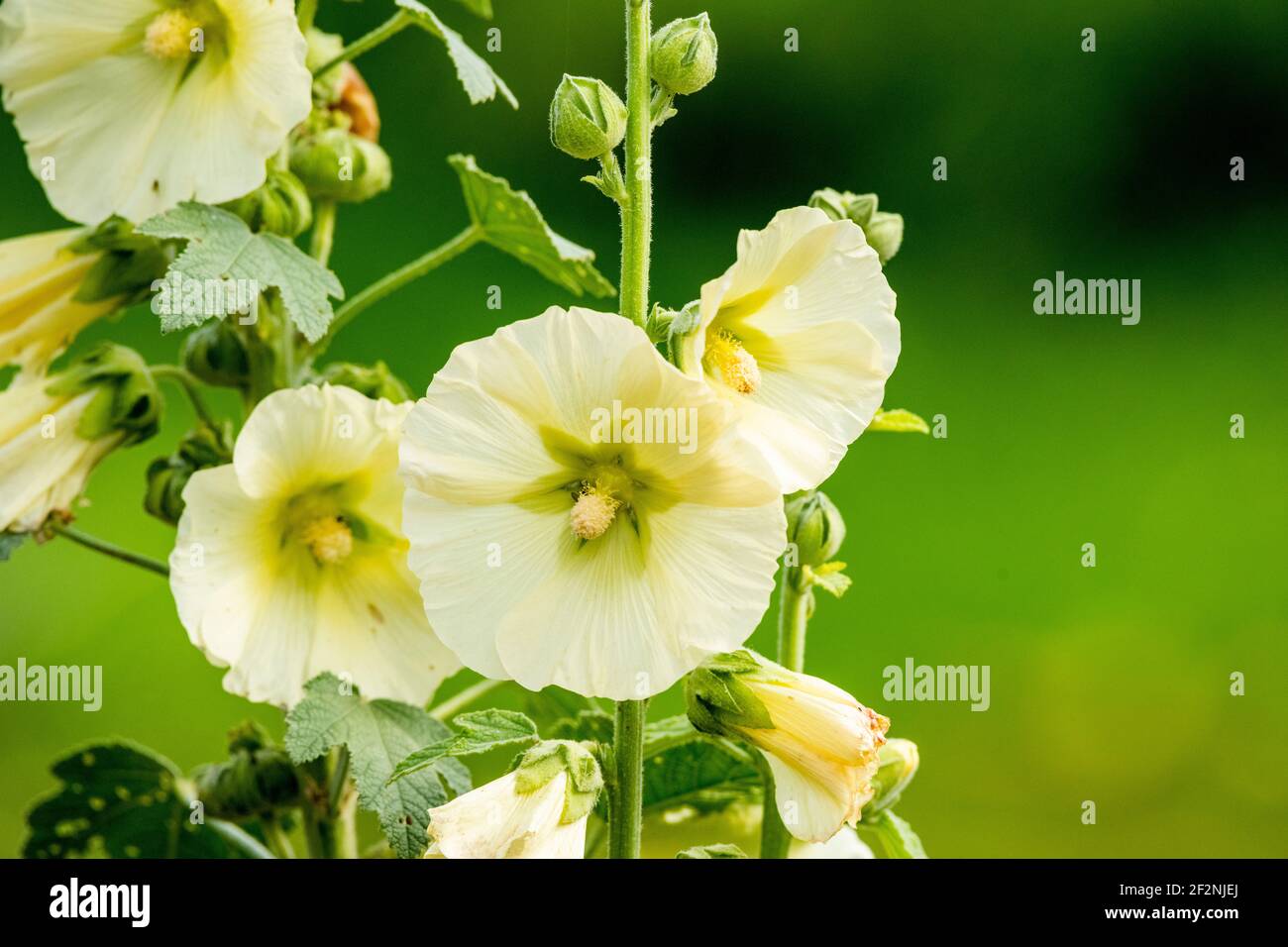 Yellow hollyhock flowers (Alcea rugosa). Stock Photo