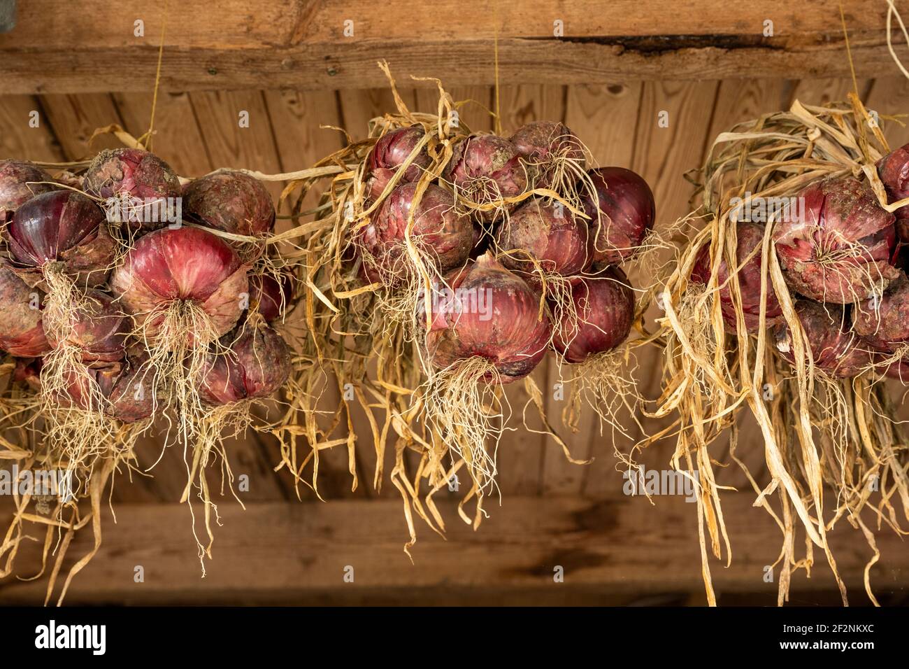Onions hung in a shed Stock Photo - Alamy