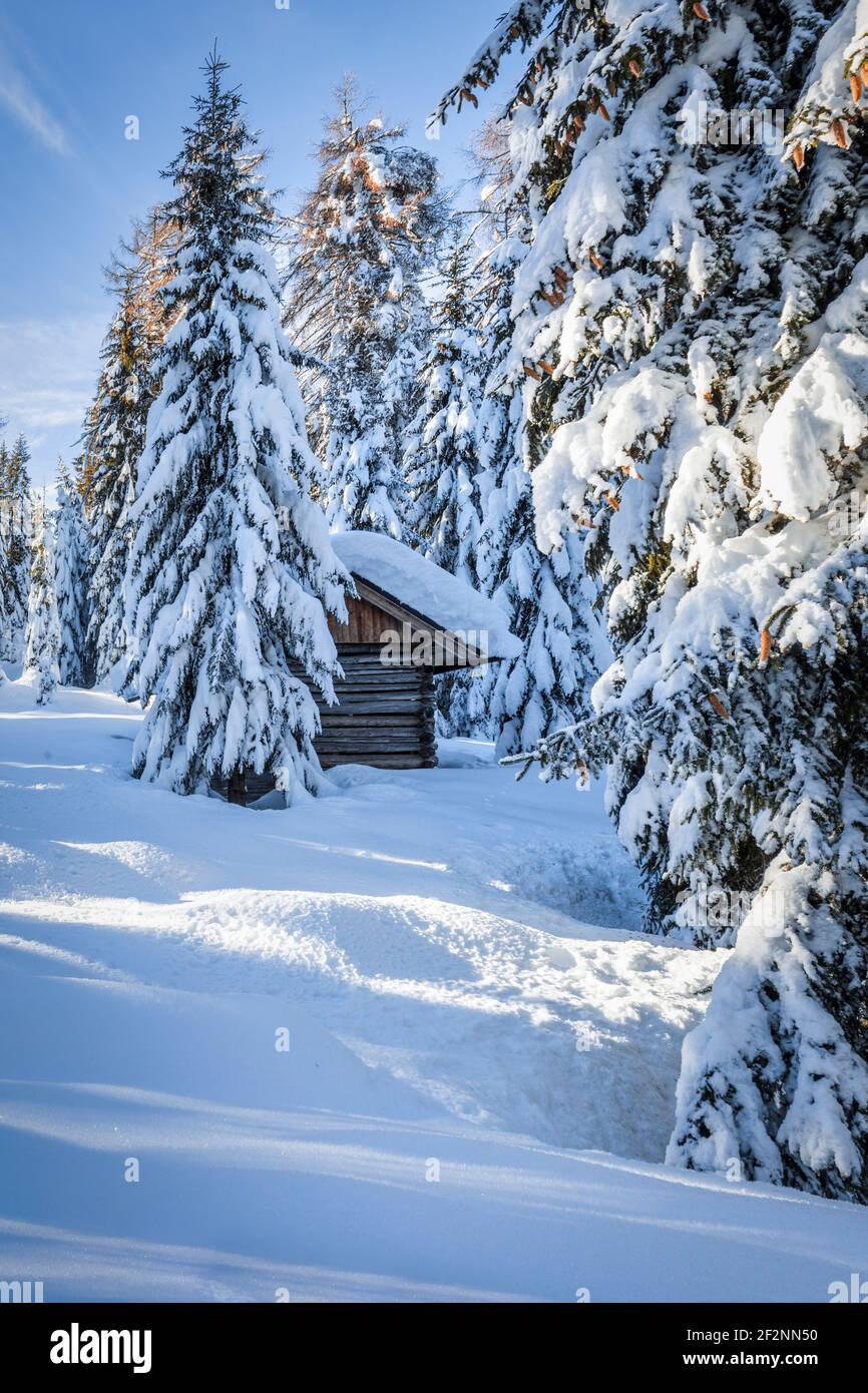 small traditional semi-hidden log cabin in a forest of tall fir trees covered with snow, dolomites winter landscape. Comelico Superiore, belluno province, veneto, italy Stock Photo