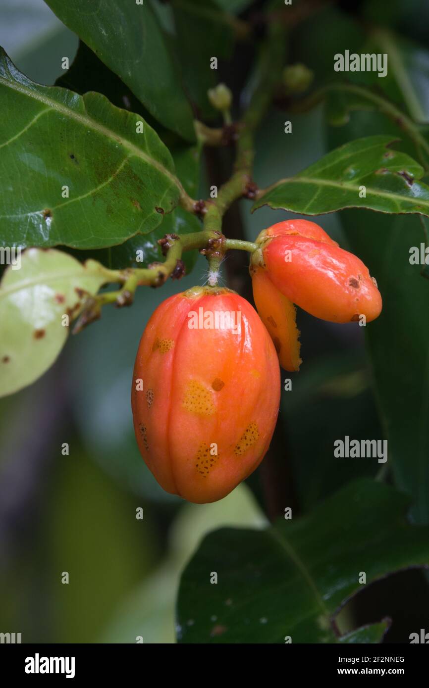 Ripened fruits of Silver Birch (Casearia dallachii) tree. Photographed