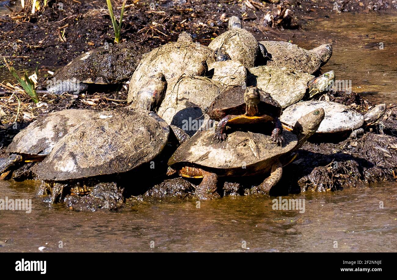 Group of turtles enjoy a mud bath in the sun Stock Photo Alamy