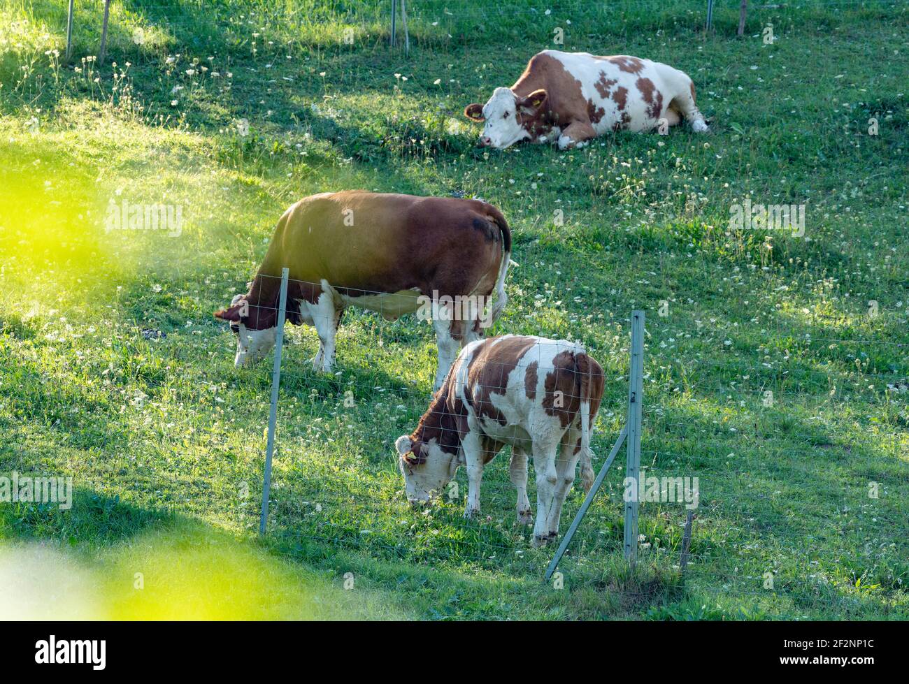 Cows, calves, Simmental cattle, young animals, alpine pastures, pastures, blooming meadows, evening sun Stock Photo